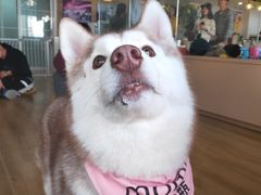 -Husky Go! 哈士奇体验馆·宠物咖啡厅狗咖