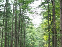 -洛阳白云山景区