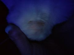 -瑞鹏宠物医院·微创内窥镜·骨外科·牙科(翠竹分院)