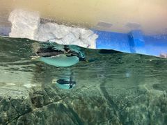 -海合安成都极地海洋公园