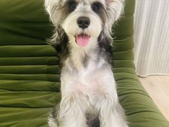 -FAELING PETS美天灵宠物(合生汇店)