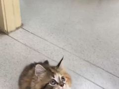 -宠颐生宠物医院·心肾内科·猫专科诊疗中心宠巢店