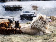 -北京野生动物园