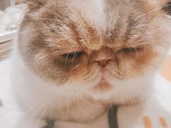 -More Fun猫咖 二十只万元加菲主题
