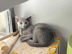 -琪喵猫屋·撸猫猫咖·猫舍