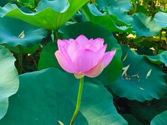 -莲花池公园