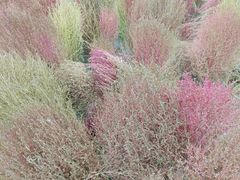 -天津东丽湖风景区