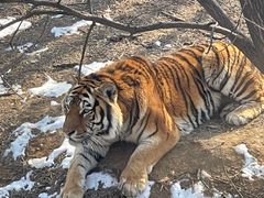 -石家庄市动物园