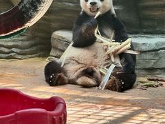 -西霞口神雕山野生动物世界