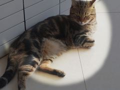 -Catmate·猫肥家润(金润铂宫店)