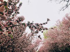 -海棠花溪(元大都城垣遗址公园)