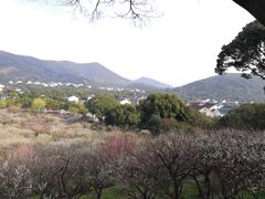 -香雪海