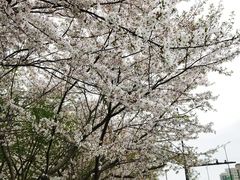 -杨高南路(地铁站)