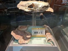 -河南自然博物馆