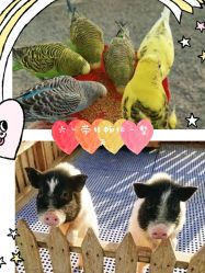 -萌宠亲子动物乐园(槐房万达店)