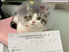 -宠福鑫康馨动物医院·骨科·眼科