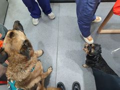 -伟伟宠物医院·CT影像中心·瑞派犬猫综合性门诊(汉口总院)