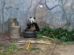 -深圳野生动物园