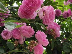 -青岛第三海水浴场