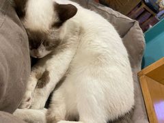 -猫小院猫主题咖啡厅(北锣店)