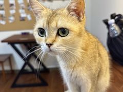 -楼上猫咖(罗湖店)