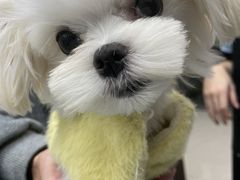 -瑞鹏宠物医院犬猫全科(真大分院)