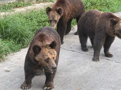 -上海野生动物园老虎餐厅
