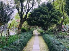 -西湖外事游船(花港观鱼码头)