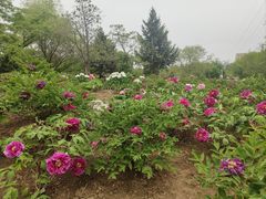 -黑龙江省森林植物园