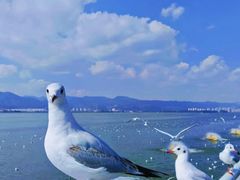 -海埂大坝