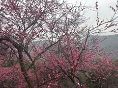 -新建村梅花