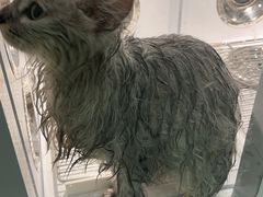 -BABIT巴比特宠物(MOMOPARK店)