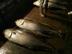 -尼甘布海鲜市场