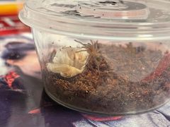 -酷以爬仙阁实体爬宠店·守宫·蜥蜴·专业繁育