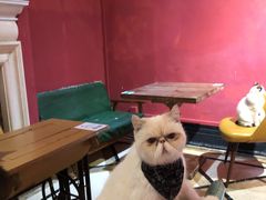 -猫色咖啡·猫咖