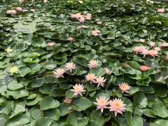 -莲花池公园