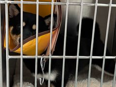 -嘉馨宠物医院·CT影像转诊·心脏科·犬猫全科诊疗中心(下沙大学城院区)