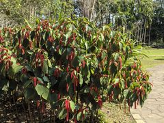 -中国科学院西双版纳热带植物园