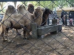 -长白岛森林公园