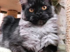 -十年猫舍·猫咪专门店(普陀店)