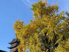 -常熟方塔园