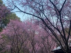 -桐乡植物园