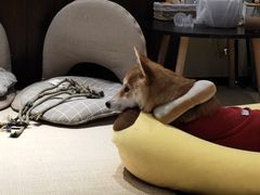 -逗柴咖啡屋·狗咖猫咖宠物桌游