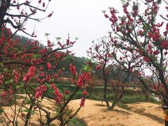 -南国桃园旅游度假区