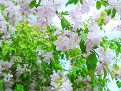 -海棠花溪(元大都城垣遗址公园)