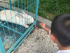 -成都安仁福朋喜来登酒店