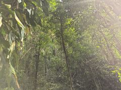 -莫里热带雨林景区