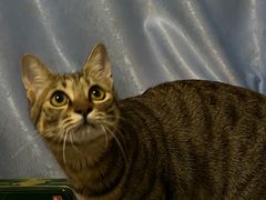 -伟伟宠物医院·瑞派猫友好医院·猫科(光谷店)