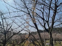 -香雪海