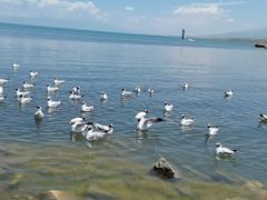 -青海湖国家重点风景名胜区